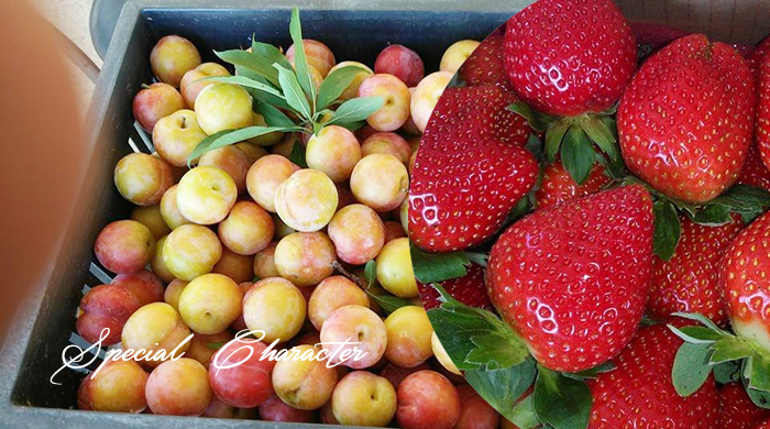 鷹的故鄉露營區-露營,落雨松露營區,苗栗露營,苗栗露營區